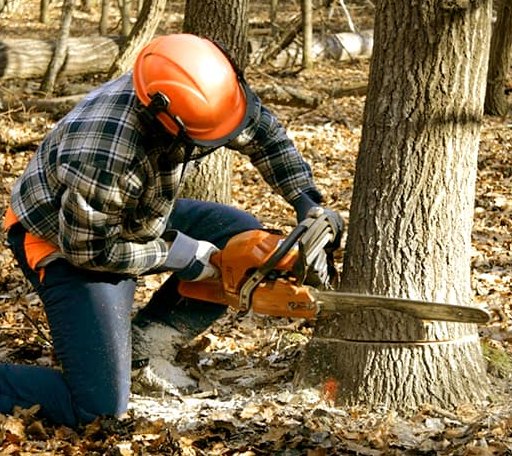 Tree Removal in Conway, WA